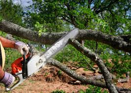 Best Lawn Disease Treatment  in Short Hills, NJ