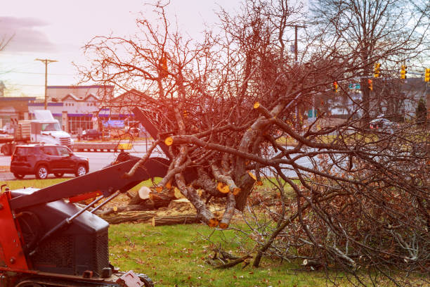 Best Tree Risk Assessment  in Short Hills, NJ