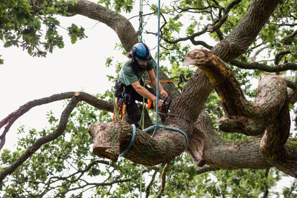 How Our Tree Care Process Works  in  Short Hills, NJ