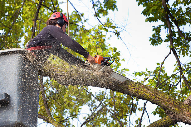 Tree and Shrub Care in Short Hills, NJ